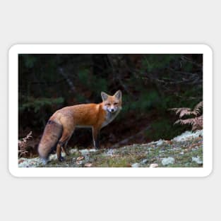 Red Fox - Algonquin Park, Canada Sticker